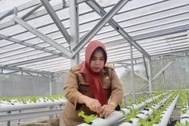 Warga diajak manfaatkan pekarangan dengan tanaman hidroponik