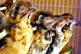 Ratusan burung berkicau ilegal asal Ende digagalkan masuk Surabaya
