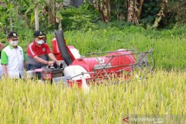 Pemkab Klungkung panen perdana padi varietas M70D