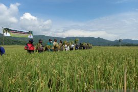 Kulon Progo produksi beras organik JOSS cegah tubuh pendek