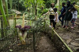 Bunga bangkai raksasa mekar di Bandung