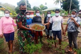 Satgas Yonif 125 bersama warga  kampung Toray panen cabai