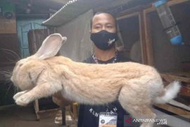 Kelompok pemuda di Kuningan budidaya kelinci hias