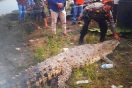 Seekor buaya panjang empat meter ditangkap di sungai Pasaman Barat