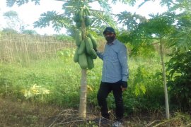 Bupati Malra : Pengembangan ekonomi melalui sektor pertanian berjalan baik