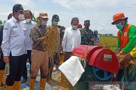 Kepala BRGM panen perdana padi di Desa Talio