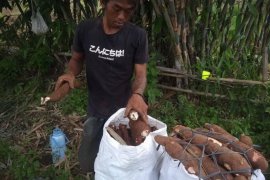 Produksi ubi kayu di Lebak Januari-Juni 2024 tembus 3.453 ton