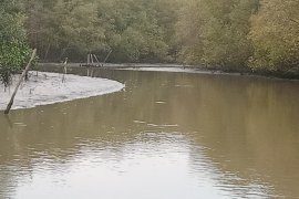 Kisah Syamsudin, pelopor hutan mangrove di  Pasir Sakti Lampung Timur