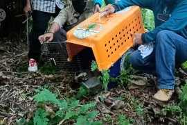 BKSDA lepas enam ekor primata dilindungi&nbsp;