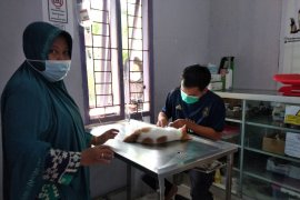 Klinik Hewan Darurat Gempa Sulbar telah salurkan satu ton makanan kucing