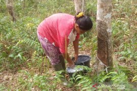Dampak hujan bagi petani karet Babel