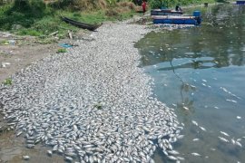 Ikan mati di Danau Maninjau capai  15 ton