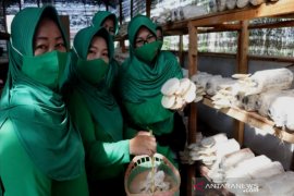 Budidaya jamur tiram berawal konsumsi sendiri