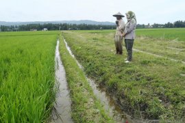35 hektare sawah warga Samaturu diserang hama