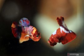 Putussibau selenggarakan kontes ikan cupang standar internasional