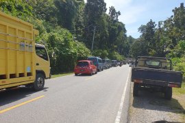 Lalu lintas di Aceh Selatan terganggu akibat pohon tumbang