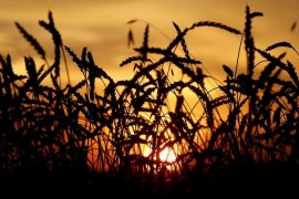 FAO catat harga pangan dunia naik pada Januari, tertinggi sejak Juli 2014