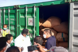 Menarik dolar melalui biji mete Sulawesi Tenggara