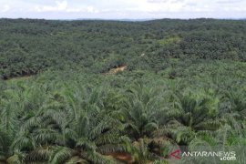 PT SAWA telah ganti rugi lahan Long Bentuq