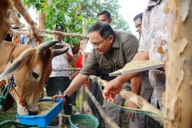 Musi Banyuasin targetkan peningkatan populasi  sapi 60.000 ekor 2023