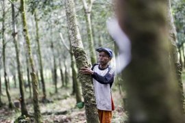 Harga getah karet di OKU Sumsel turun jadi Rp4.500/Kg