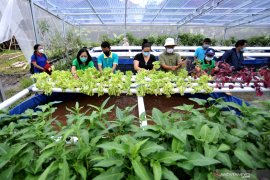 Akademisi usulkan majukan urban farming lebih banyak di Denpasar