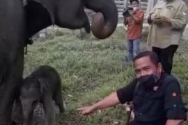 Anak gajah lahir di penangkaran Tangkahan Batang Serangan Langkat