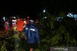 Angin kencang tumbangkan puluhan pohon jalan raya Denpasar-Gilimanuk