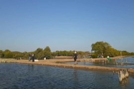 Pemprov Gorontalo gandeng investor kembangkan udang vaname