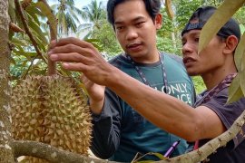 Manisnya durian "Papualangi" dan harapan tumbuhnya wisata di Gorontalo Utara