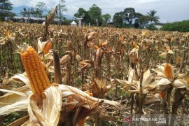Tingkatkan produksi, Pemkab Garut perluas lahan jagung