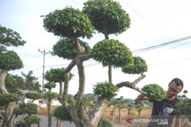 Pemanfaatan pohon serut untuk bonsai di Sigi Page 1 Small