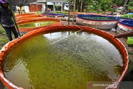 Peluang Budidaya Ikan Lele Masih Terbuka Page 1 Small