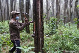 Petani Tutupi Wadah Getah Pinus