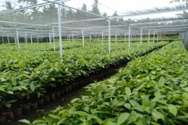 PPBPTI keluarkan harga resmi bibit perkebunan