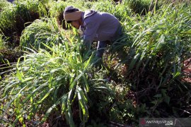 Petani Gayo Lues kurang gairah urus kebun serai wangi, ini penyabnya