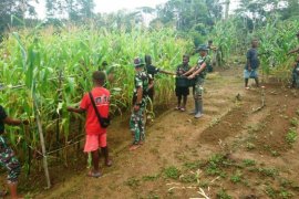 Prajurit Satgas Yonif 312/KH bersama warga panen jagung di perbatasan RI-PNG