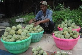 Penjualan Buah Srikaya Page 1 Small