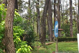 Walhi Sumsel data hutan  desa rawan penebangan liar