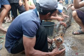 Warga Lubukbasung, Agam tangkap ular piton sepanjang tujuh meter