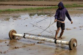 Menanam padi dengan sistem tabela di Gowa Page 1 Small