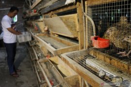 Permintaan Telur Puyuh Menurun