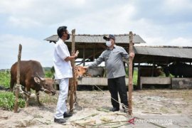 Gubernur Bangka Belitung salurkan bantuan sapi program KUR