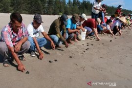 Dari Pantai Muara Upu Tapsel, ratusan Anak Penyu dilepas ke Samudra Hindia