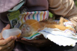 Ungkap kasus perdagangan satwa dilindungi