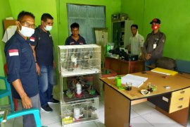 Penyelundupan 65 ekor burung jalak tunggir merah digagalkan