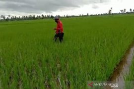 LSM kembangkan nutrisi tanaman atasi kelangkaan pupuk di Aceh Utara