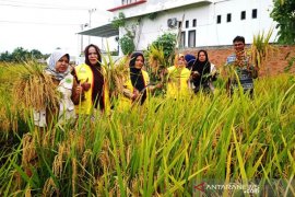 ISMI berhasil panen padi perdana mencapai 11 ton/Ha di Aceh Barat