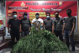 Ada  ladang ganja di area  kebun kopi seluas dua hektare  di Seluma