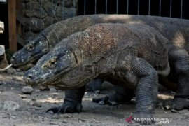KLHK lakukan pemagaran untuk lindungi warga dari serangan Komodo